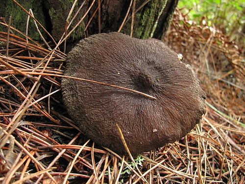 Lactarius fallax